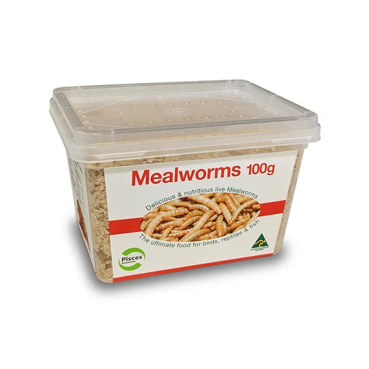 Regular Mealworms 100g Tub