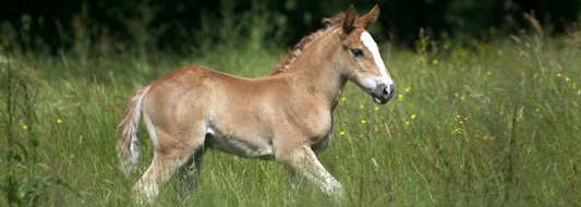 Managing Laminitis in Horses and Ponies