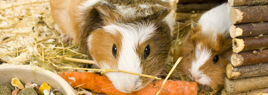 New to Rabbits and Guinea Pigs? … Here are some feeding tips to help you along the way..