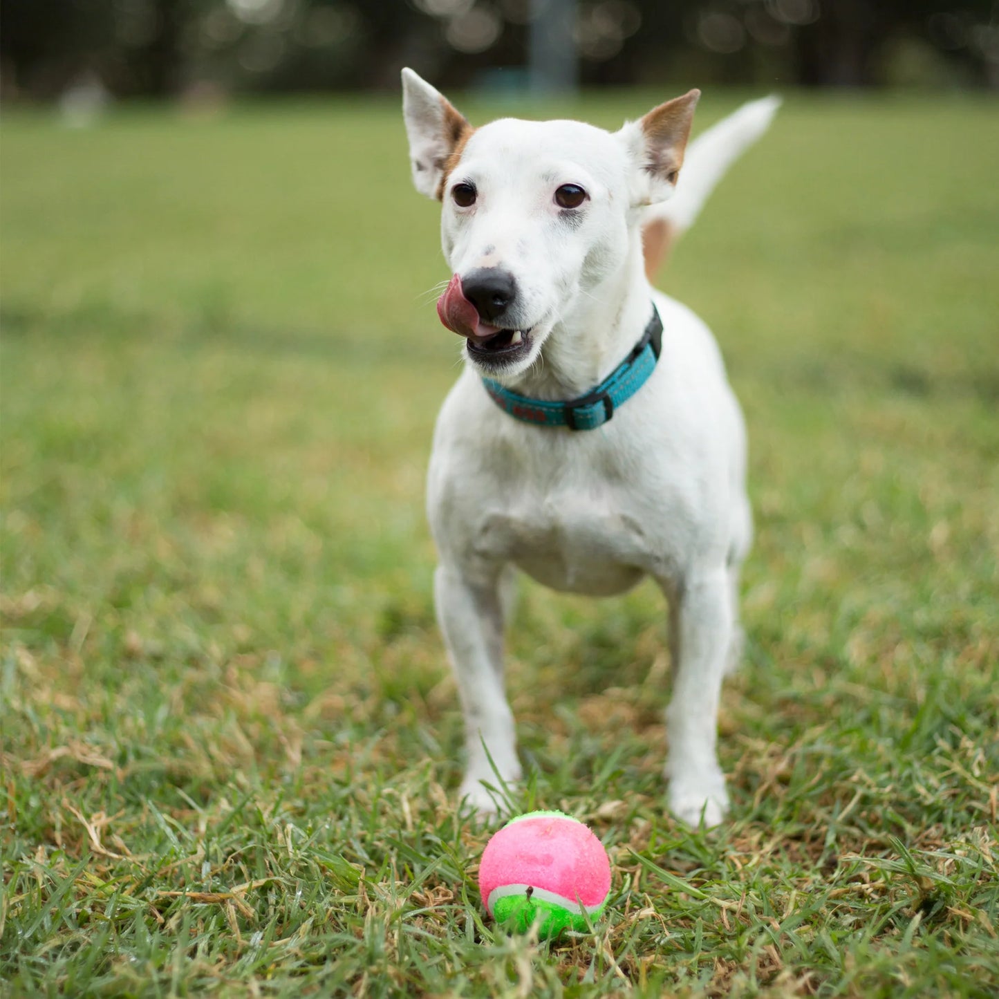 Puncture Proof Tennis Ball Dog Toy