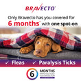 Load image into Gallery viewer, Bravecto Flea & Tick Spot-On For Large Dogs Blue
