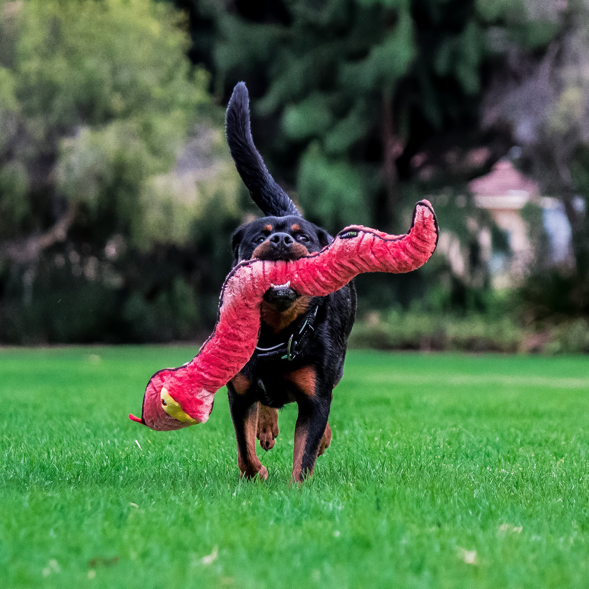 RUFF PLAY - Plush TUFF Snake