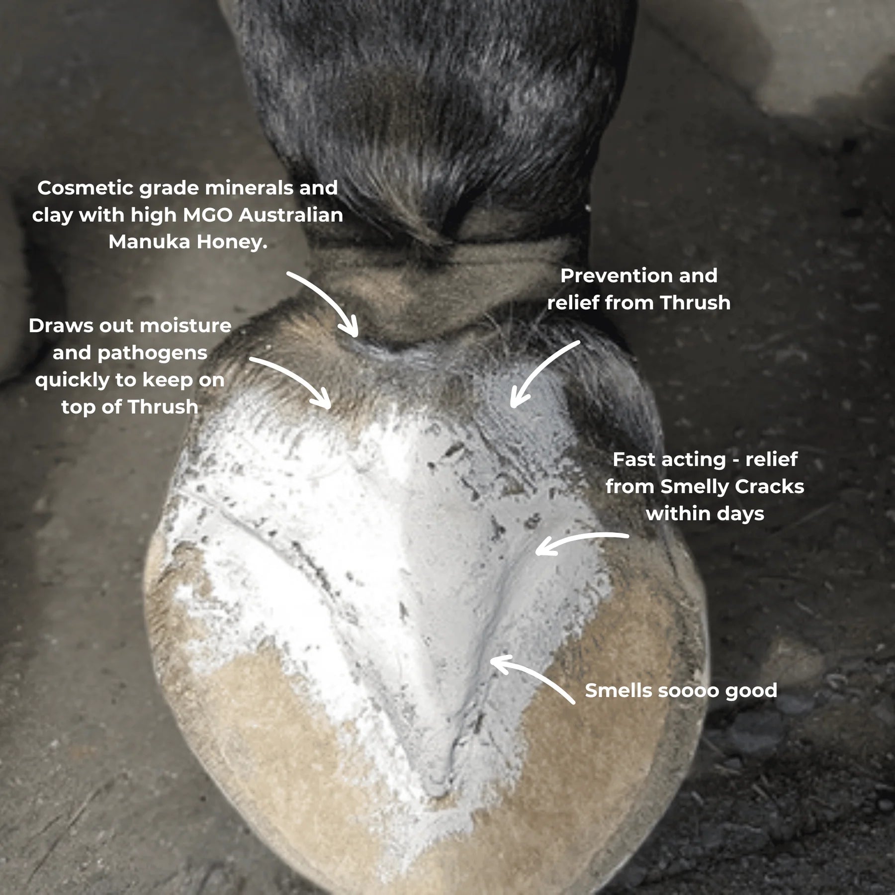 Hoof Pack - Hoof Clay for Thrush