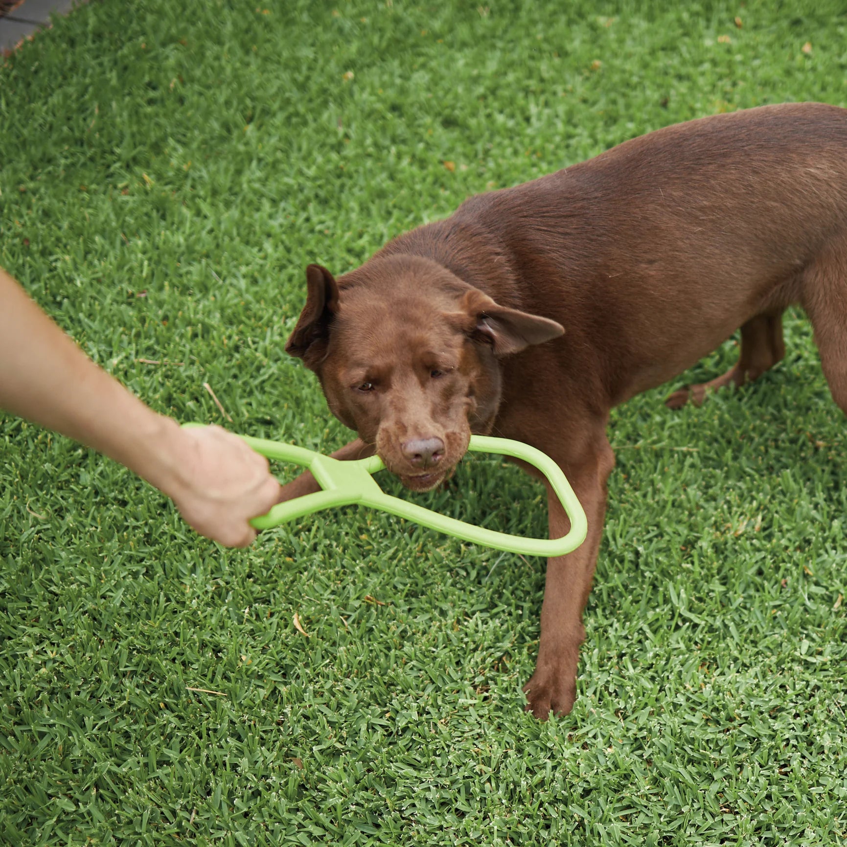 Tug O War Rubber Dog Toy