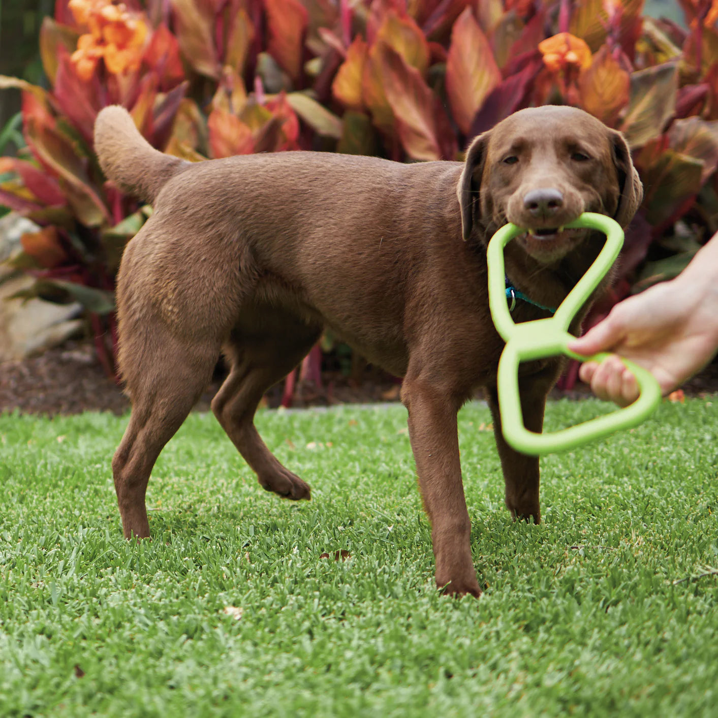 Tug O War Rubber Dog Toy