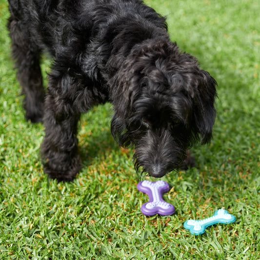 Puppy Teether Dog Toy