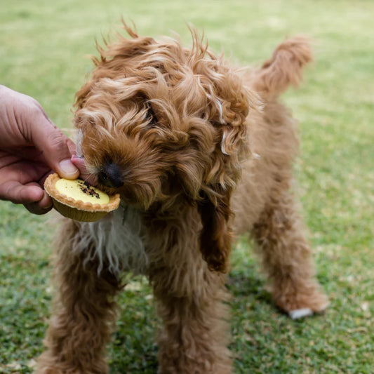 Barney's Barkery - Dog Pawty Custard Tart