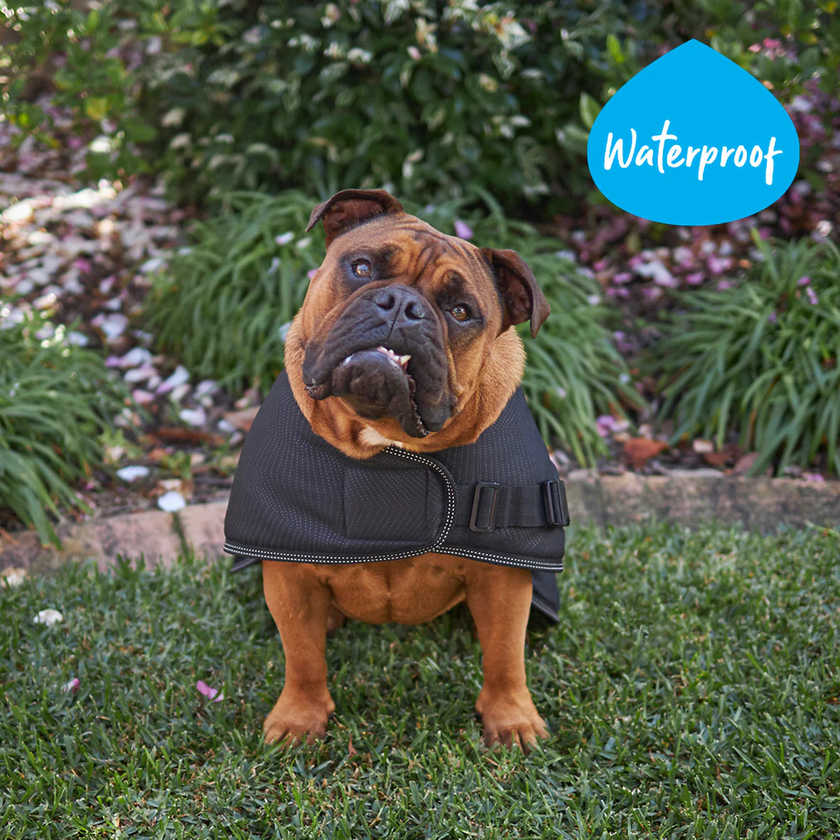 Adventure Dog Coat - Black