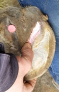 Load image into Gallery viewer, Beeswax PINK Balls - Hoof Putty for Thrush management
