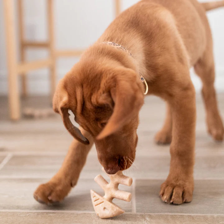 Benebone Puppy 2 Pack Fishbone Tiny