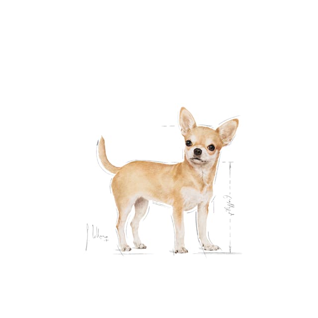 Royal Canin Chihuahua Adult