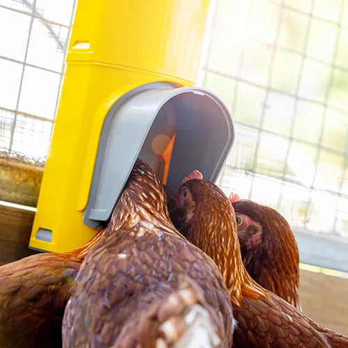 Bainbridge - Chook Tower Feeder