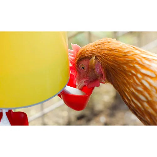 Bainbridge - Chook Tower Drinker