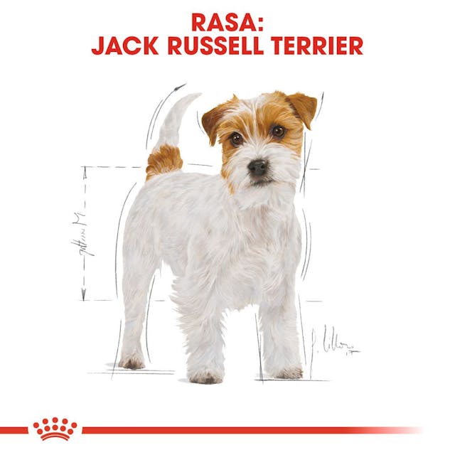 Royal Canin Jack Russell Adult