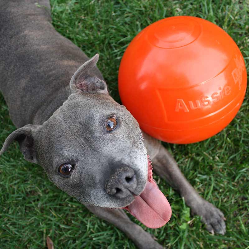 Aussie Dog - Staffie Ball