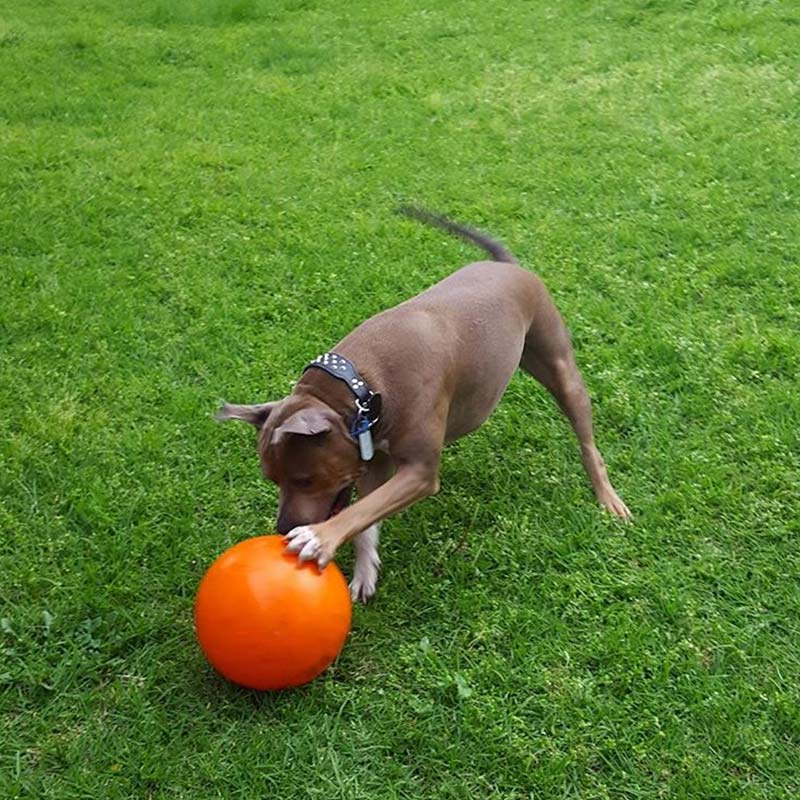 Aussie Dog - Staffie Ball