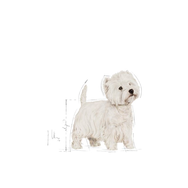 Royal Canin West Highland White Terrier