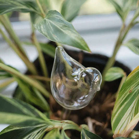 Plant Water Bubble - Bird