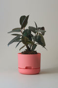 Load image into Gallery viewer, Mr Kitly Self Watering Pots 170mm
