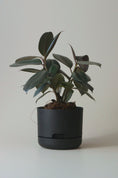 Load image into Gallery viewer, Mr Kitly Self Watering Pots 170mm
