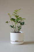 Load image into Gallery viewer, Mr Kitly Self Watering Pots 215mm
